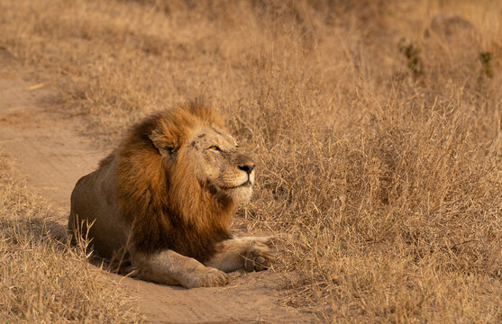 Large male resting on a dirt track in dry, golden grass, looking into the distance