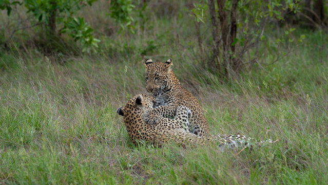 Leopard, Panthera pardus, Pair. Two leopards interacting or playing in thick green grass.
