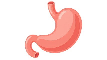 Fototapeta premium Human stomach digestive organ anatomical medical illustration detailed gastrointestinal anatomy isolated on white background