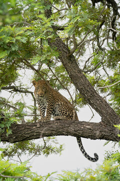 Leopard, Panthera pardus, Young Male. Sitting upright on a large branch in a dense weeping wattle tree, looking forward.
