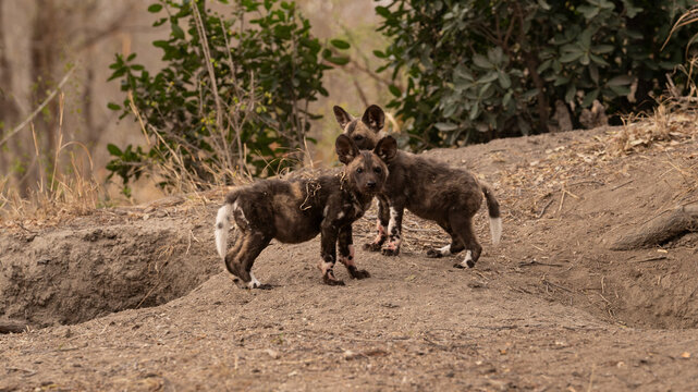 Wild Dog, Lycaon pictus, Pups. Two young pups standing together on a dirt mound near their den entrance.