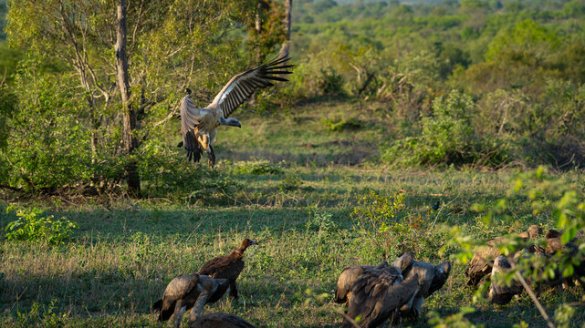 White-backed Vulture, Gyps africanus, Group. One vulture descending to land among a group already feeding on the ground.