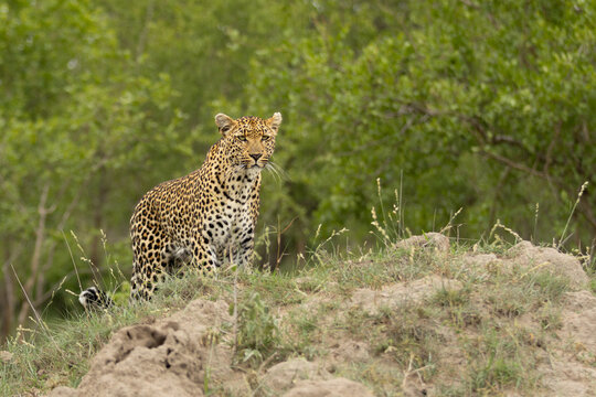 Leopard, Panthera pardus, Female. Standing alert on a dirt mound, looking directly at the camera from above the grass.