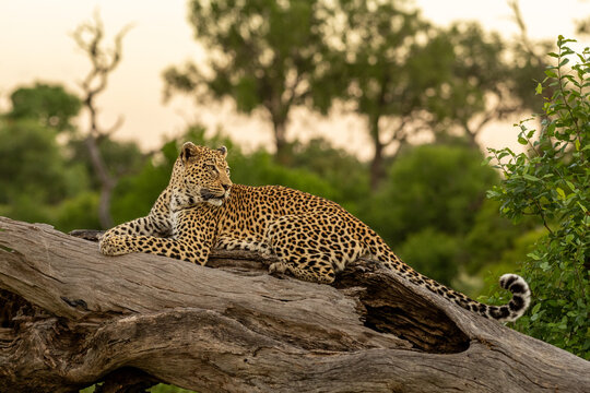 Leopard, Panthera pardus, Female. Resting lengthwise on a thick, fallen log against a lush green and orange background.