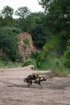Wild Dog, Lycaon pictus, Pair. Alpha pair mating on the ground in a sandy riverbed surrounded by dense greenery.