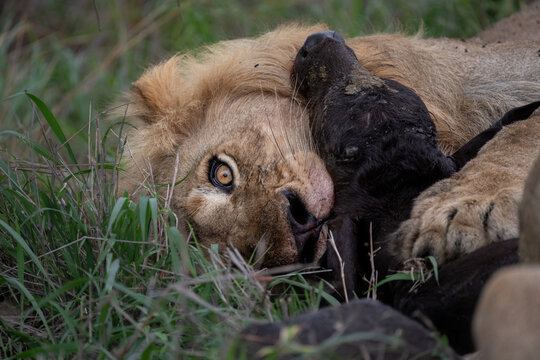 Lion, Panthera leo, Young Male and Buffalo Kill. Close-up of a young male resting its head on a partially consumed buffalo carcass.