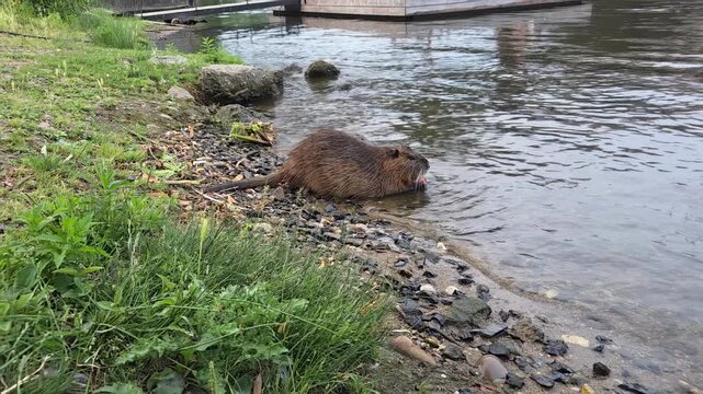 Static tracking shot of beaver moving into river along rocky grassy shoreline near wooden dock. Nutria, Vltava in Prague
