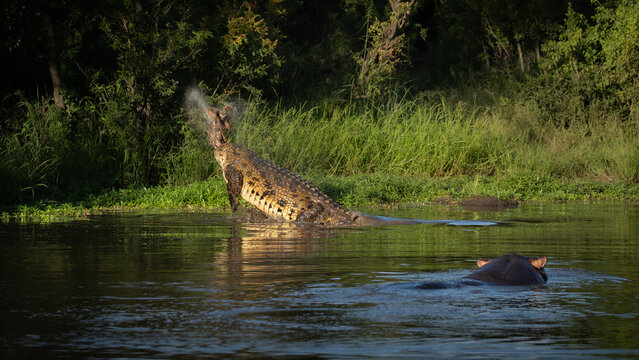 Crocodile, Crocodylus niloticus, Adult & Hippopotamus. Crocodile thrashing its head to dismember a kill in the water, with a hippo nearby.