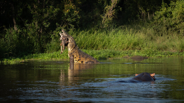 Crocodile, Crocodylus niloticus, Adult & Hippopotamus. Crocodile lifting a kill out of the water, with a hippo in the foreground.