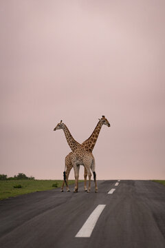 Giraffe, Giraffa camelopardalis, Pair. Two giraffes facing different ways together in the center of a paved airstrip.
