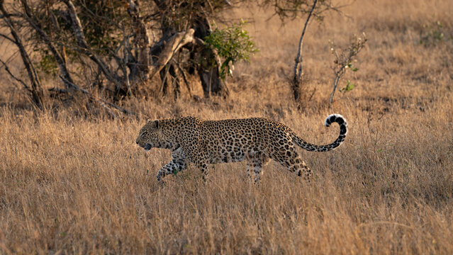 Leopard, Panthera pardus, Female. Walking through long, dry, golden grass with her tail curled up.