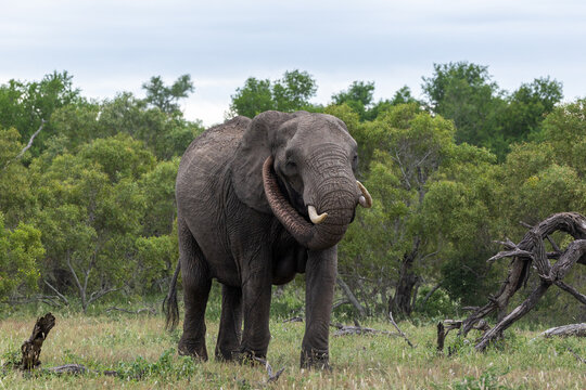 Elephant, Loxodonta africana, Adult. Standing in a clearing, scratching its ear with its trunk.