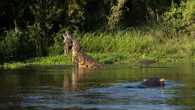 Crocodylus niloticus, Adult crocodile and Hippopotamus. Crocodile vertically lifting a kill out of the water, with a hippo in the foreground.