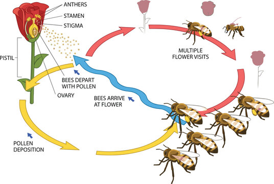 Bee Pollination Process Diagram with Flower Anatomy showing Stamen Pistil Anther and Pollen Transfer