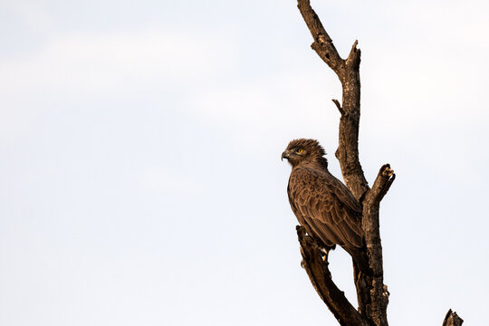 Brown Snake Eagle, Circaetus cinereus, Adult. Perched on a bare, upright snag against a light sky.