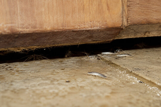 Silverfish insect crawling on floor near wooden cabinet gap. Group of bugs infesting home interior. Household pest control and extermination problem. Small silver crawling creature