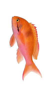 Orange anthias fish isolated on white - underwater marine wildlife photography