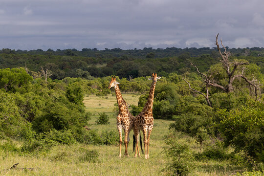 Giraffe, Giraffa camelopardalis, Pair. Two giraffes standing close together, centered in an open, bushy landscape.