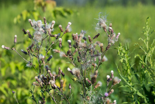 creeping thistle,
Cirsium arvense fluffy flowers closeup selective focus