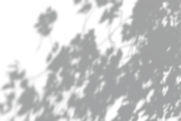 Fototapeta premium Natural foliage shadow projection on white wall, overlay design element.