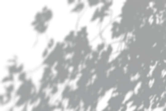 Natural foliage shadow projection on white wall, overlay design element.