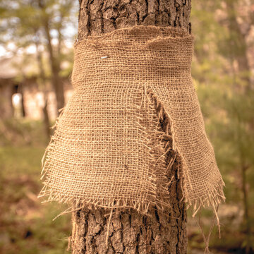 Close up of a tree with the trunk bound in burlap material.