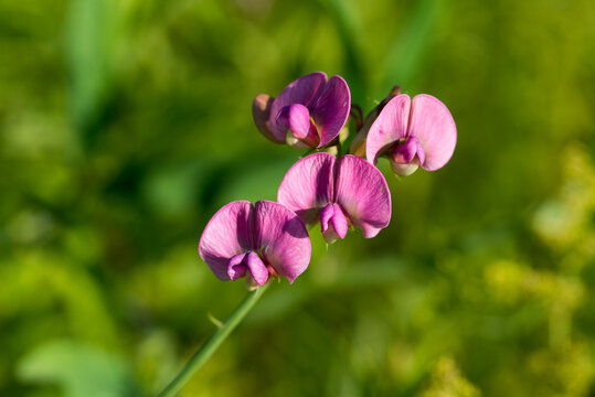 Lathyrus sylvestris,  flat pea flowers closeup selective focus