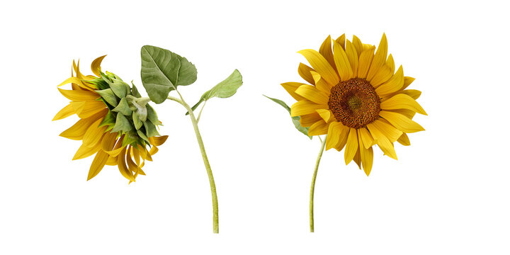 Two single yellow sunflowers isolated on white background.