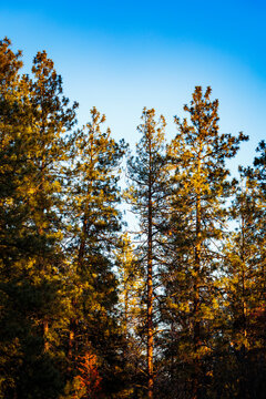 Pine trees at dusk, sunlight on the foliage, against a blue sky.
