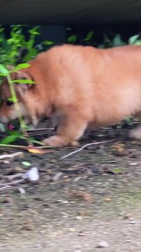 Cute fluffy puppy running outdoors. Small brown dog playing on a path in the park.