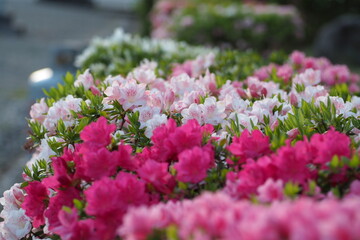 Obraz premium 植物 花 夕方 風景 光 Azaleas blooming in the park in the evening