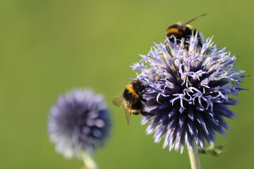 group of bumblebees gathers nectar from a round, purple globe thistle flower in daylight against the blurred green background of a summer garden. Vibrant floral background. Insects. Bumblebee. © Татьяна Сычёва