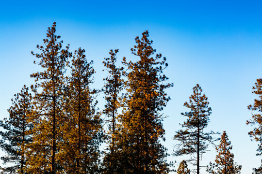 Pine trees at dusk, against a blue sky, with sunset light on the branches.