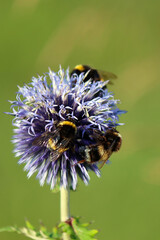 group of bumblebees gathers nectar from a round, purple globe thistle flower in daylight against the blurred green background of a summer garden. Vibrant floral background. Insects. Bumblebee. © Татьяна Сычёва
