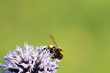 bumblebee gather nectar from a round, purple globe thistle flower in daylight against the blurred green background of a summer garden. Vibrant floral background. Insects. Bumblebee. © Татьяна Сычёва