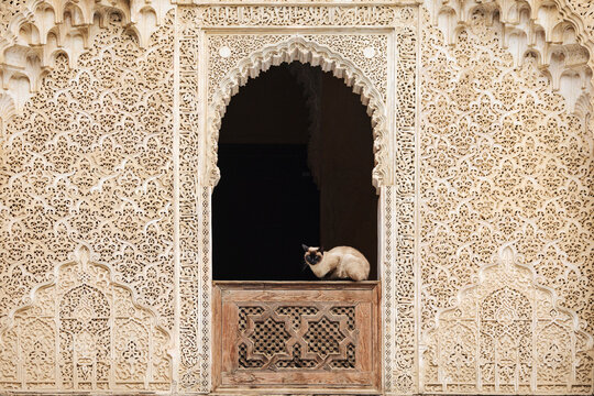 Siamese Cat inside the Medresa El Bouanania, a rounded archway, with raised plasterwork decorations on the walls
