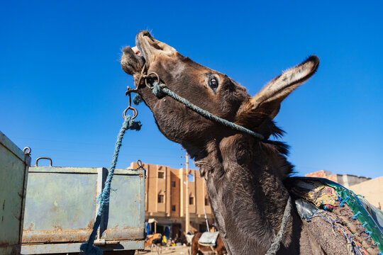 Donkey raising its head, braying, bridle and harness.