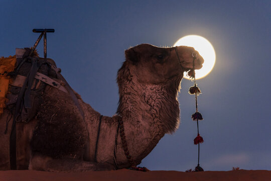 A Camel with a bridle and seat resting on the ground, silhouette against a full moon at dusk.