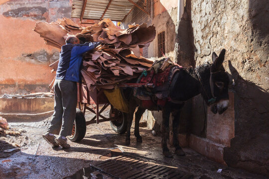 A man loading a donkey and cart with a large pile of leather hides.