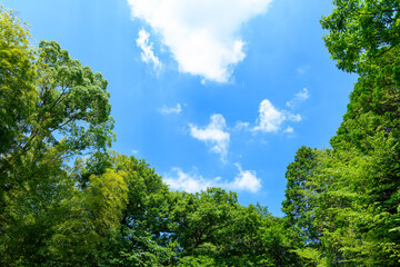 Fototapeta premium 青空と白い雲を囲む新緑の森