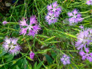 Fototapeta premium A group of blooming superb carnations (Dianthus superbus) as a nature wallpaper. Taken in Tremosine.