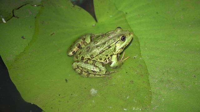 Close-up of a green frog jumping off a floating lily pad into the water