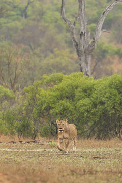 Lion, Panthera leo, Lioness walking through an open clearing in soft, moody light