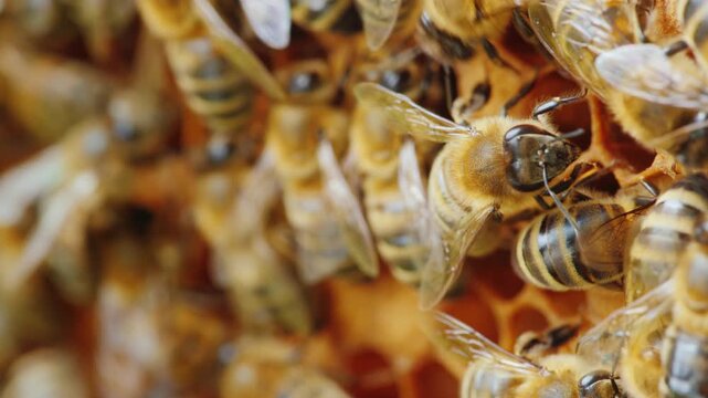 Honey bee colony working on yellow honeycomb structure inside beehive close up macro shot showing busy social insect behavior during honey production process within 