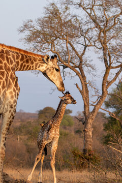 Giraffe, Giraffa camelopardalis, Adult Giraffe leaning down to nuzzle a young calf