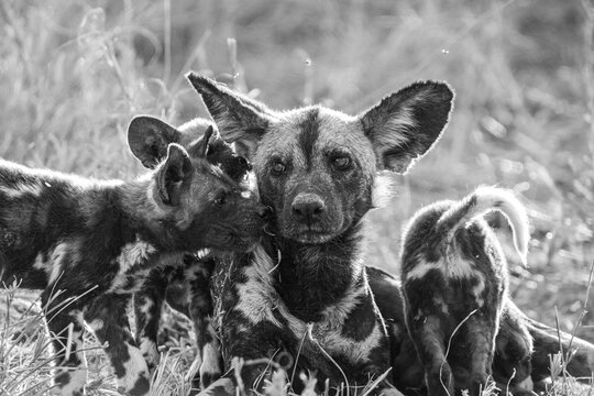 African Wild Dog, Lycaon pictus, Black and white portrait of an adult wild dog with two pups nuzzling its face