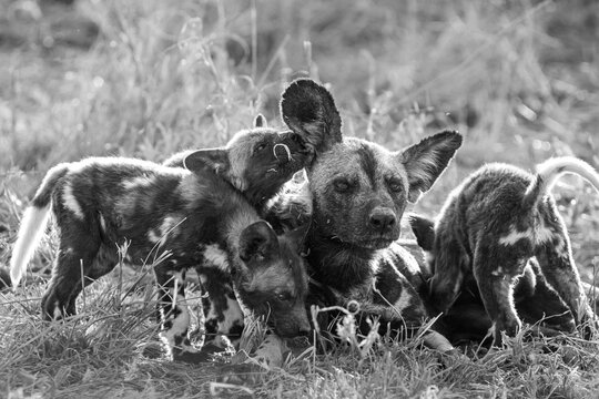 African Wild Dog, Lycaon pictus, Black and white view of an adult wild dog and three pups resting in golden light
