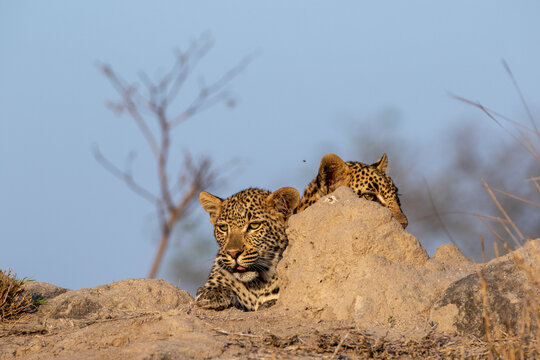 Leopard, Panthera pardus, Two leopards peering over the edge of a termite mound