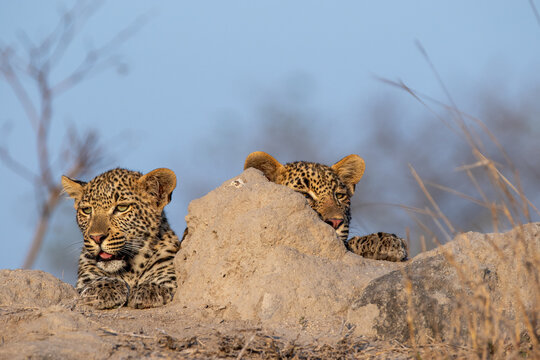 Leopard, Panthera pardus, Two leopards peering over the edge of a termite mound