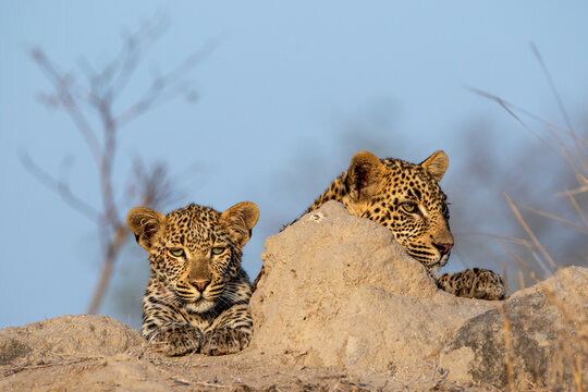 Leopard, Panthera pardus, Two leopards peering over the edge of a termite mound